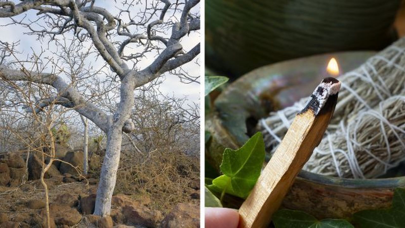palo santo bursera graveolens arbol