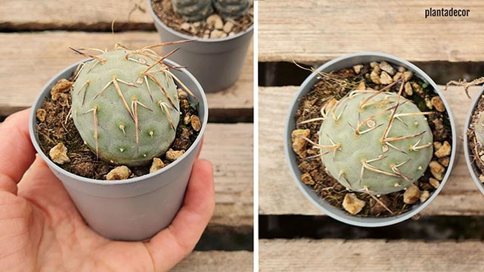tephrocactus geometricus 2 tephrocactus geometricus 2