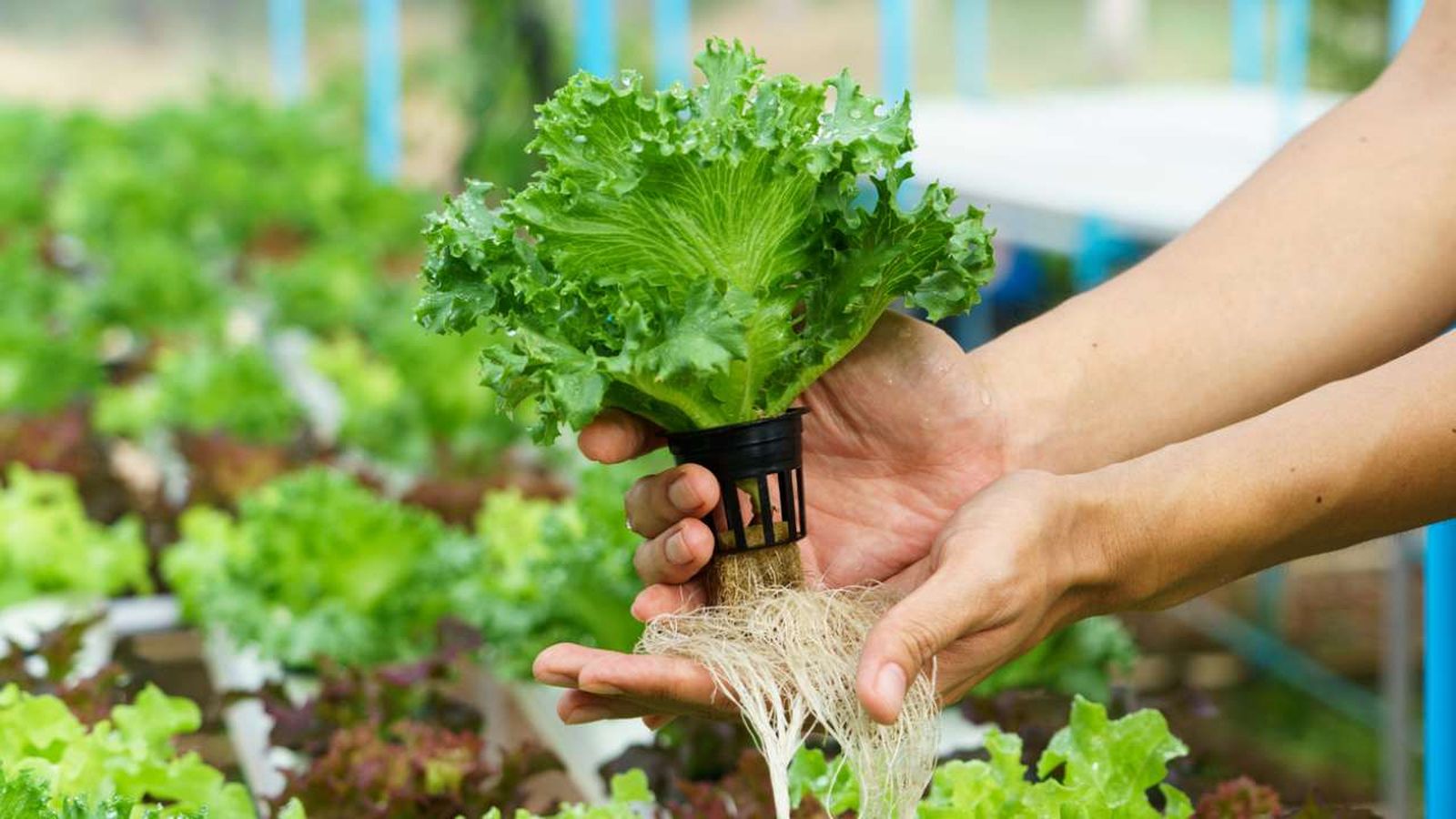 cultivo hidroponico que es que necesitas para desarrollarlo