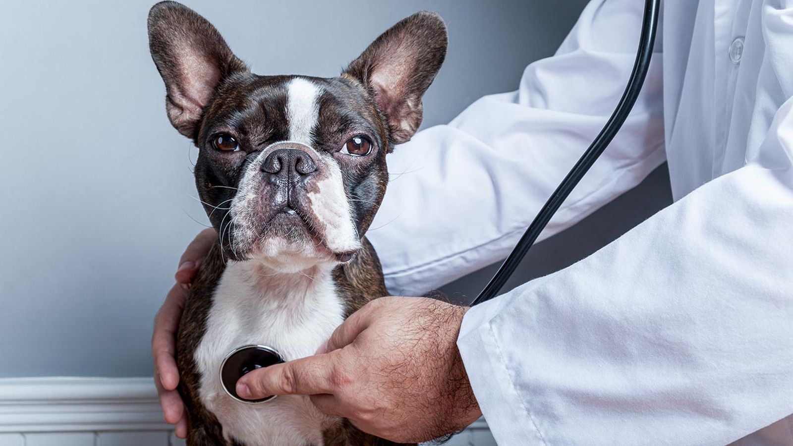 detectar prevenir asma perros portada