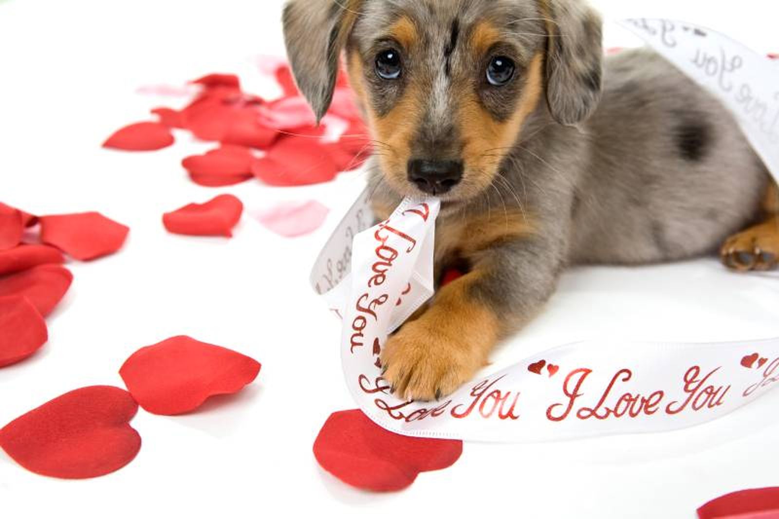 La mirada de un perro transmite más amor que mil palabras.