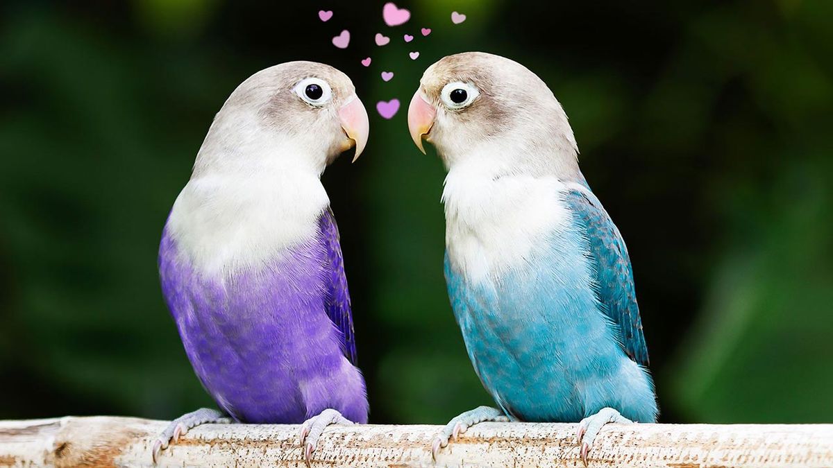 animales fieles a su pareja agapornis