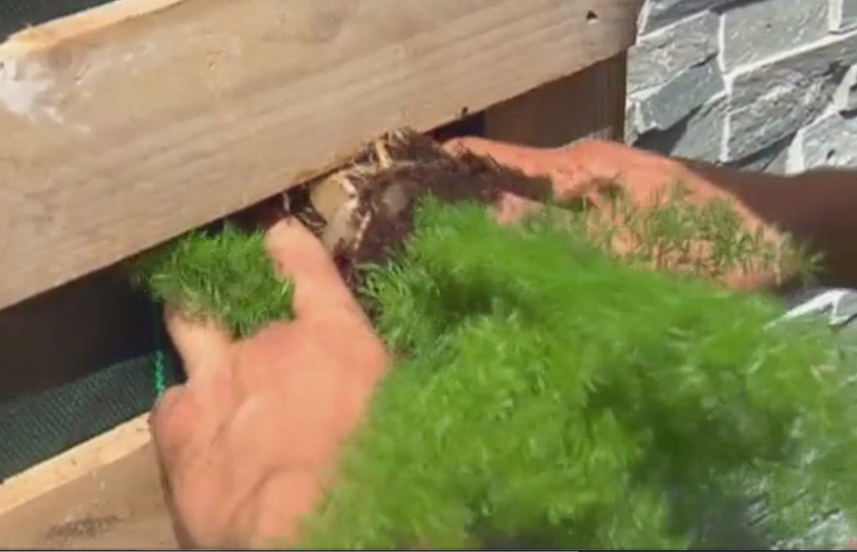 Jardín vertical con un palé paso 4