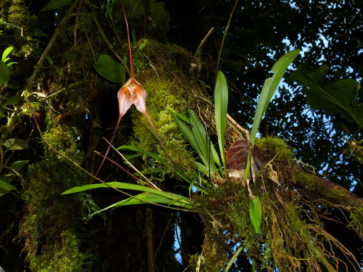 orquídea mono arbol