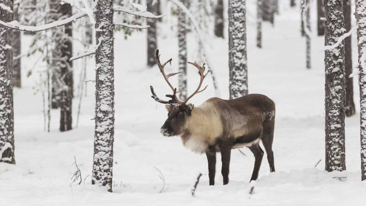 Se trata de la única especie en la que tanto macho como hembra tienen astas.