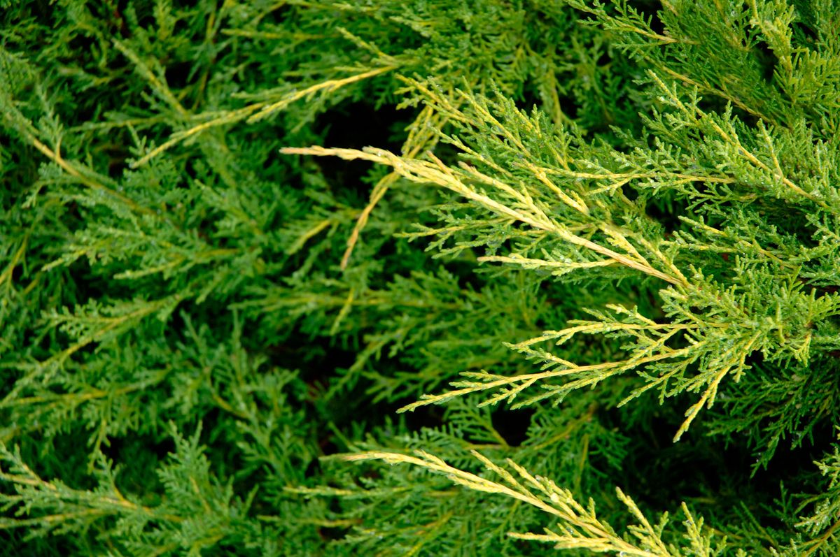 Tipos de enebros o juniperus