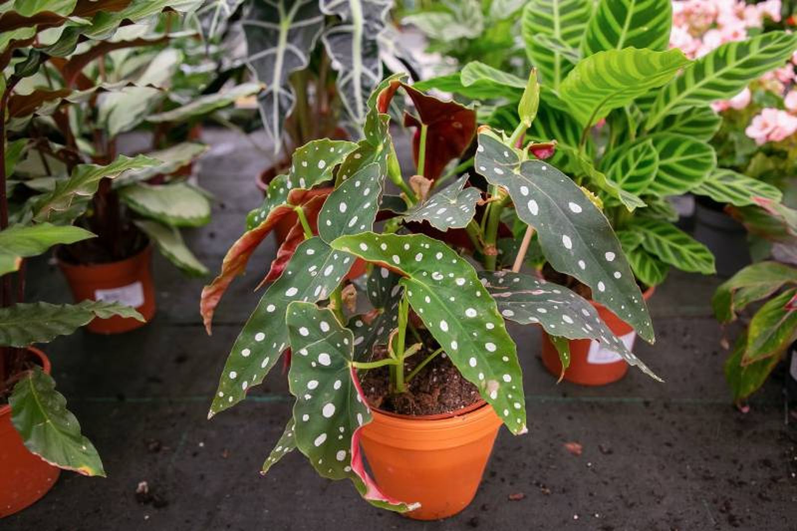 La planta que parece pintada a mano. La planta que parece pintada a mano.