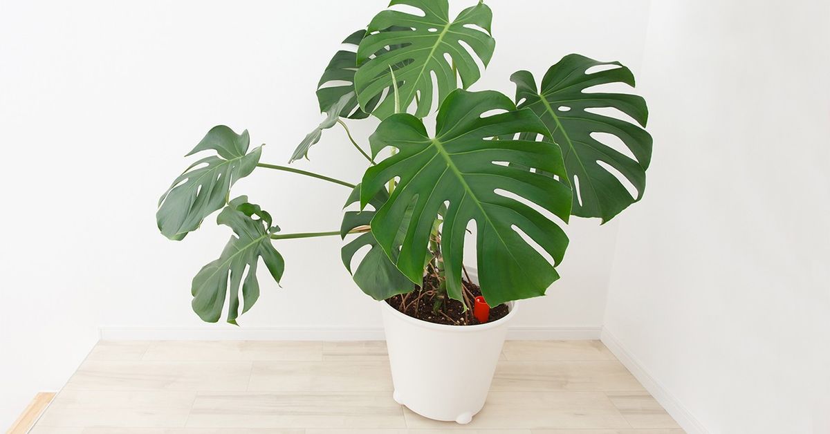 Planta Monstera Deliciosa O Costilla De Adan De 5 Galones