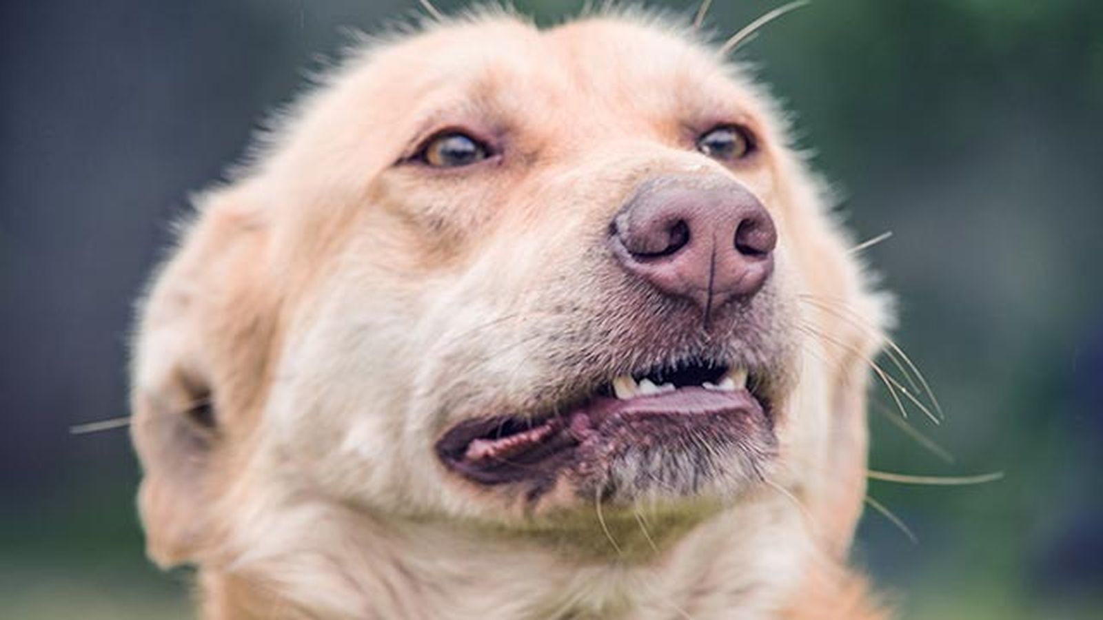 problemas comportamiento perros inseguro defensiva problemas comportamiento perros inseguro defensiva