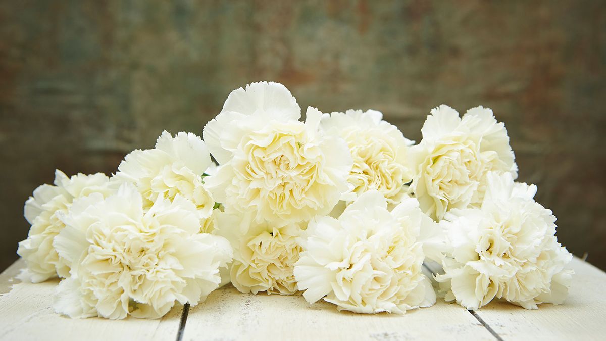 flores blancas claveles