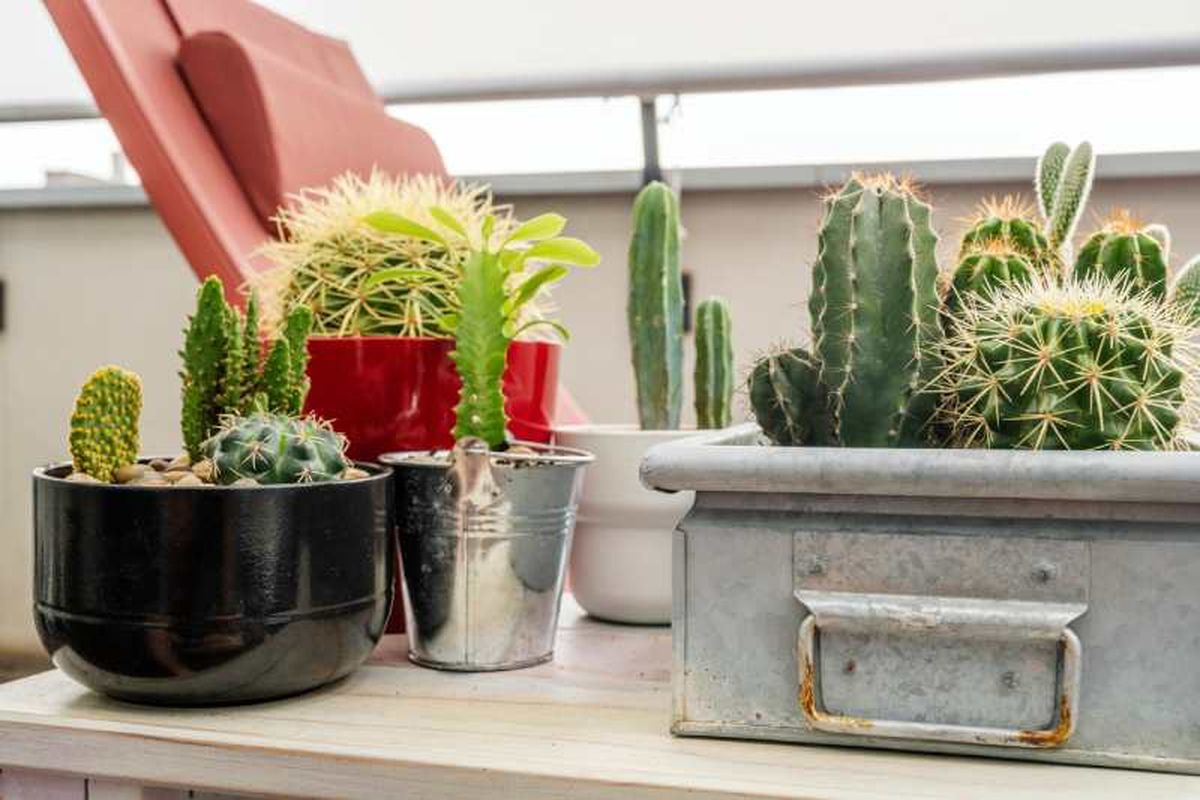 Cactus y plantas crasas