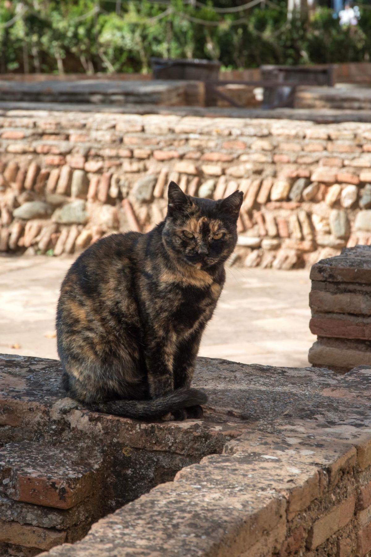 Gata carey callejera esterilizada (el piquete de la oreja es un método de distinción veterinaria).