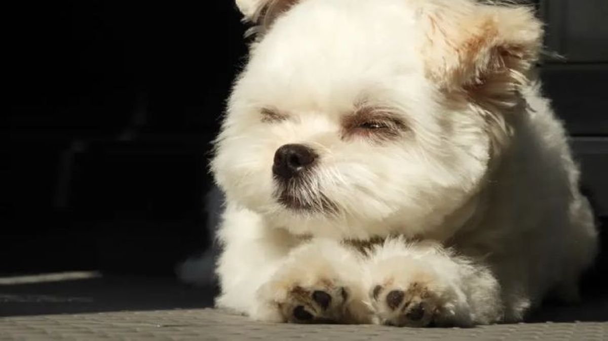 como curar las heridas en las almohadillas de los perros 2