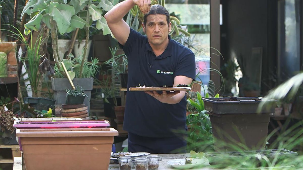 brico 1027 claves para hacer un buen semillero cotiledones 2