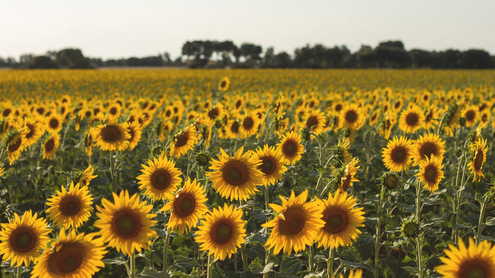 campo de girasoles campo de girasoles