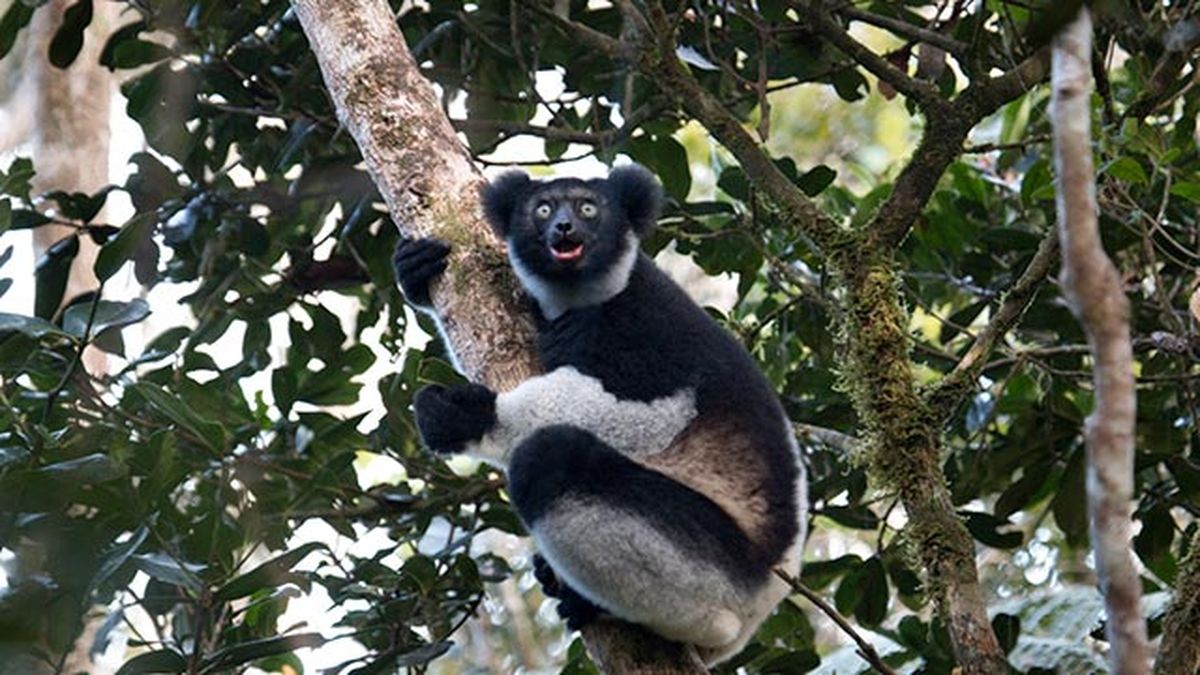 indri colicorto