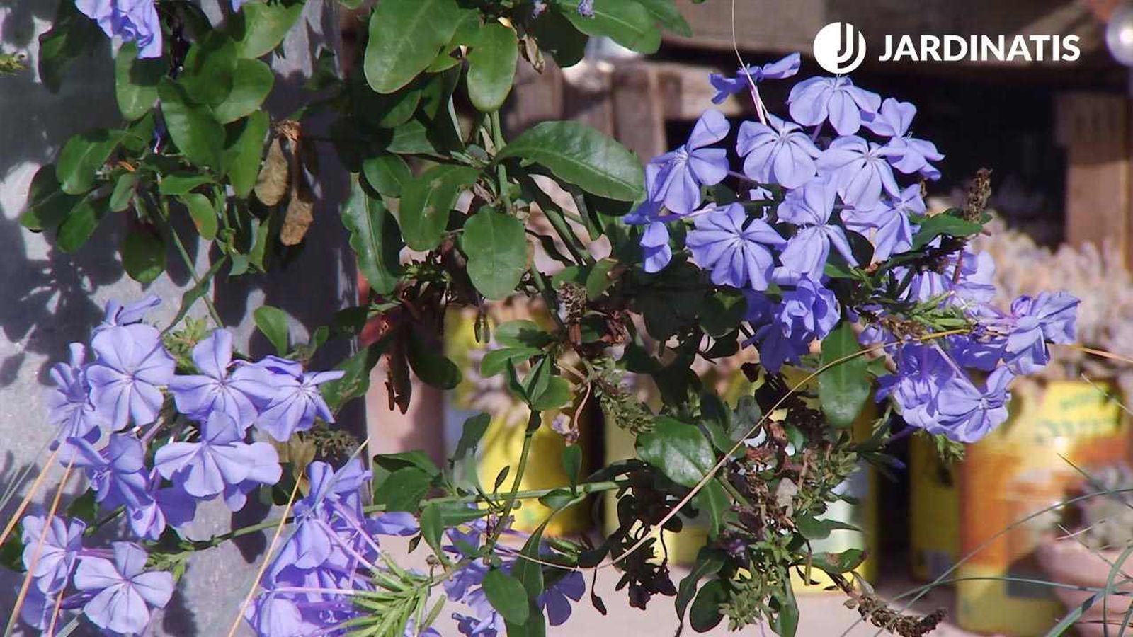 Plumbago capensis. Plumbago capensis.