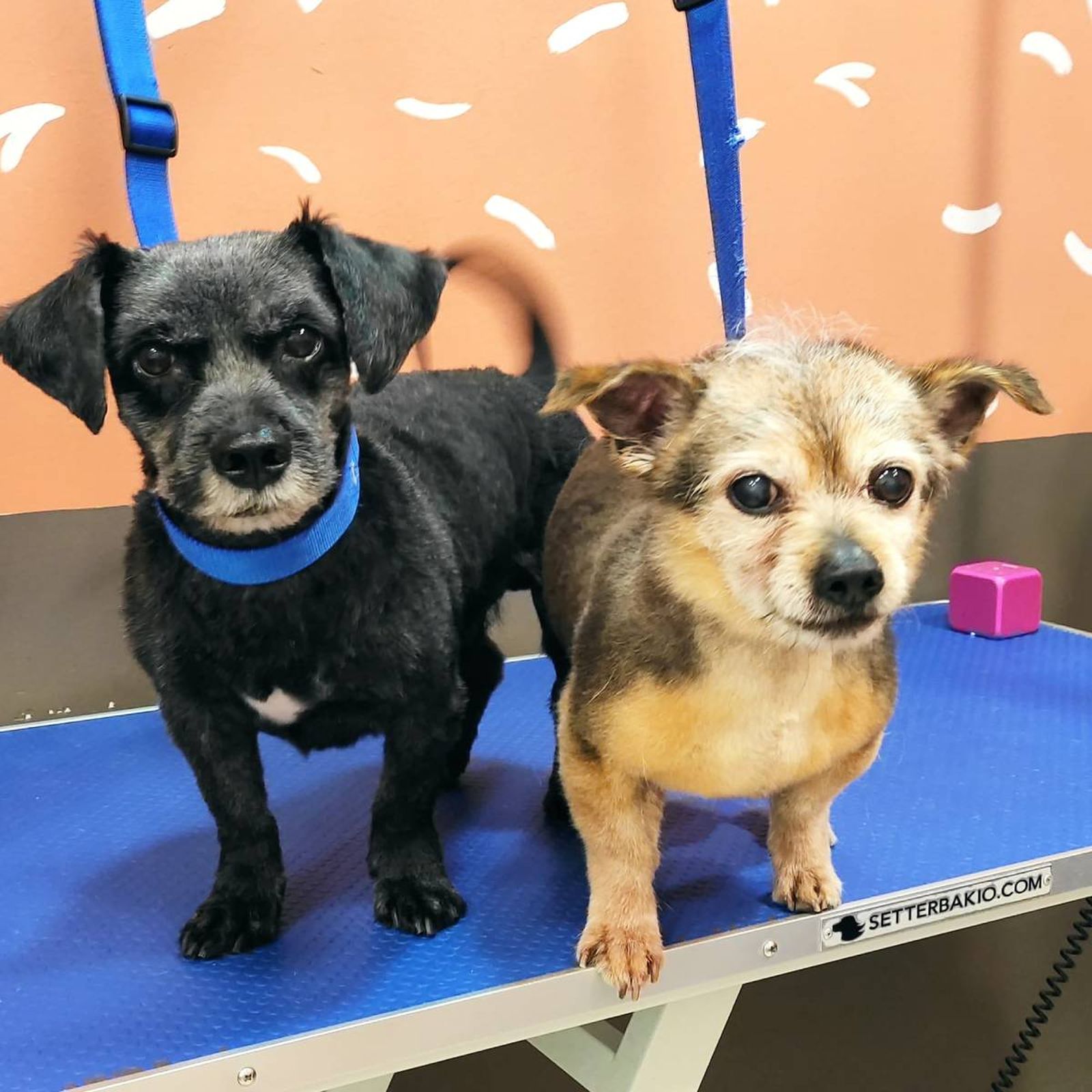 peluqueria canina para perros Madrid Las huellas de Jara peluqueria canina para perros Madrid Las huellas de Jara