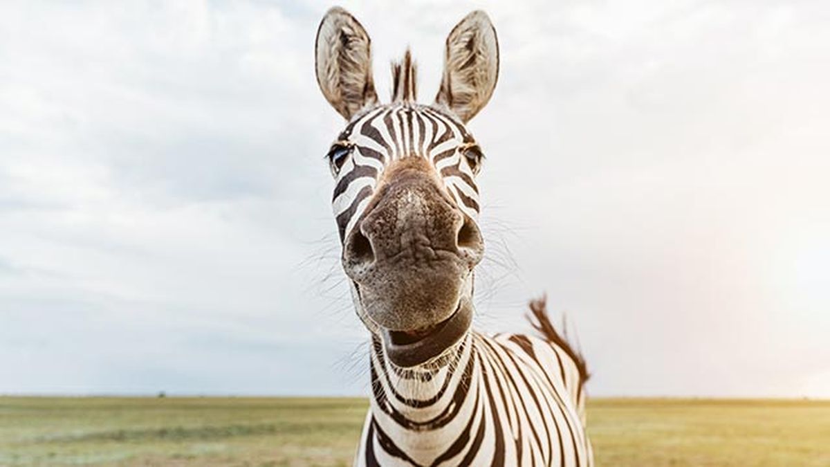 animales felices 18 cebra