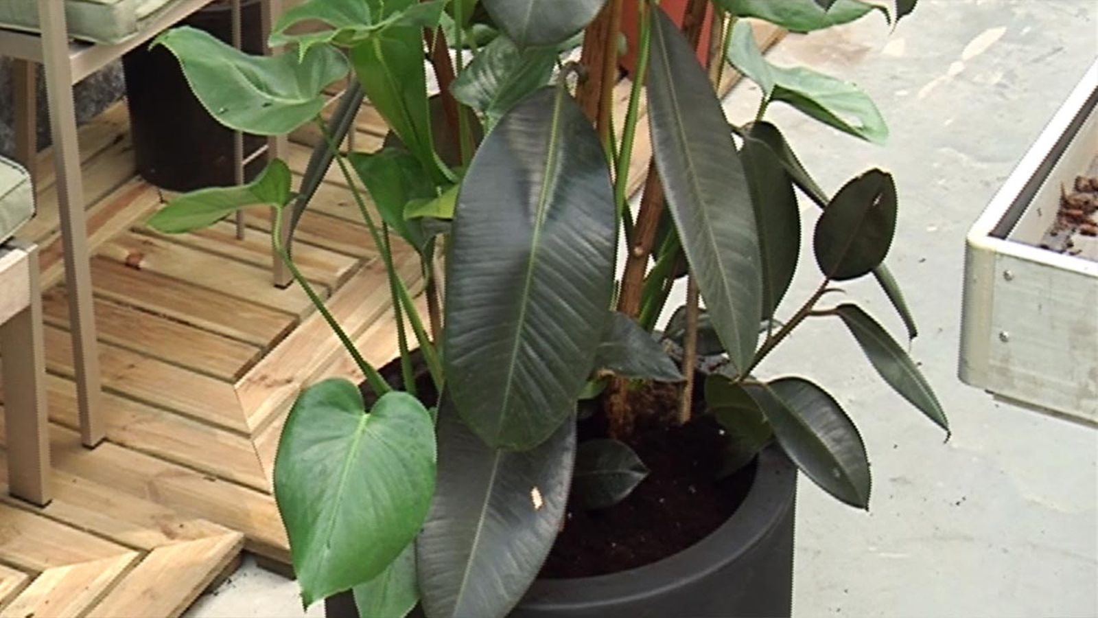 deco 436 ficus elastica costilla de adan deco 436 ficus elastica costilla de adan