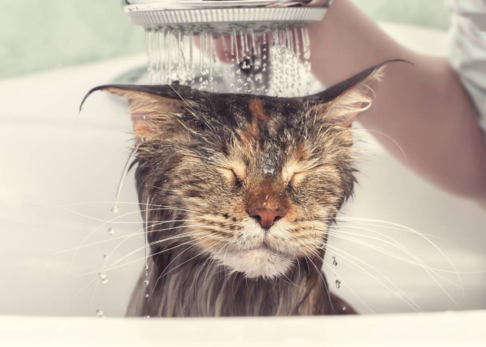 La mayoría de los gatos no necesitan que los bañes y basta con proporcionarles una adecuada rutina de cepillados