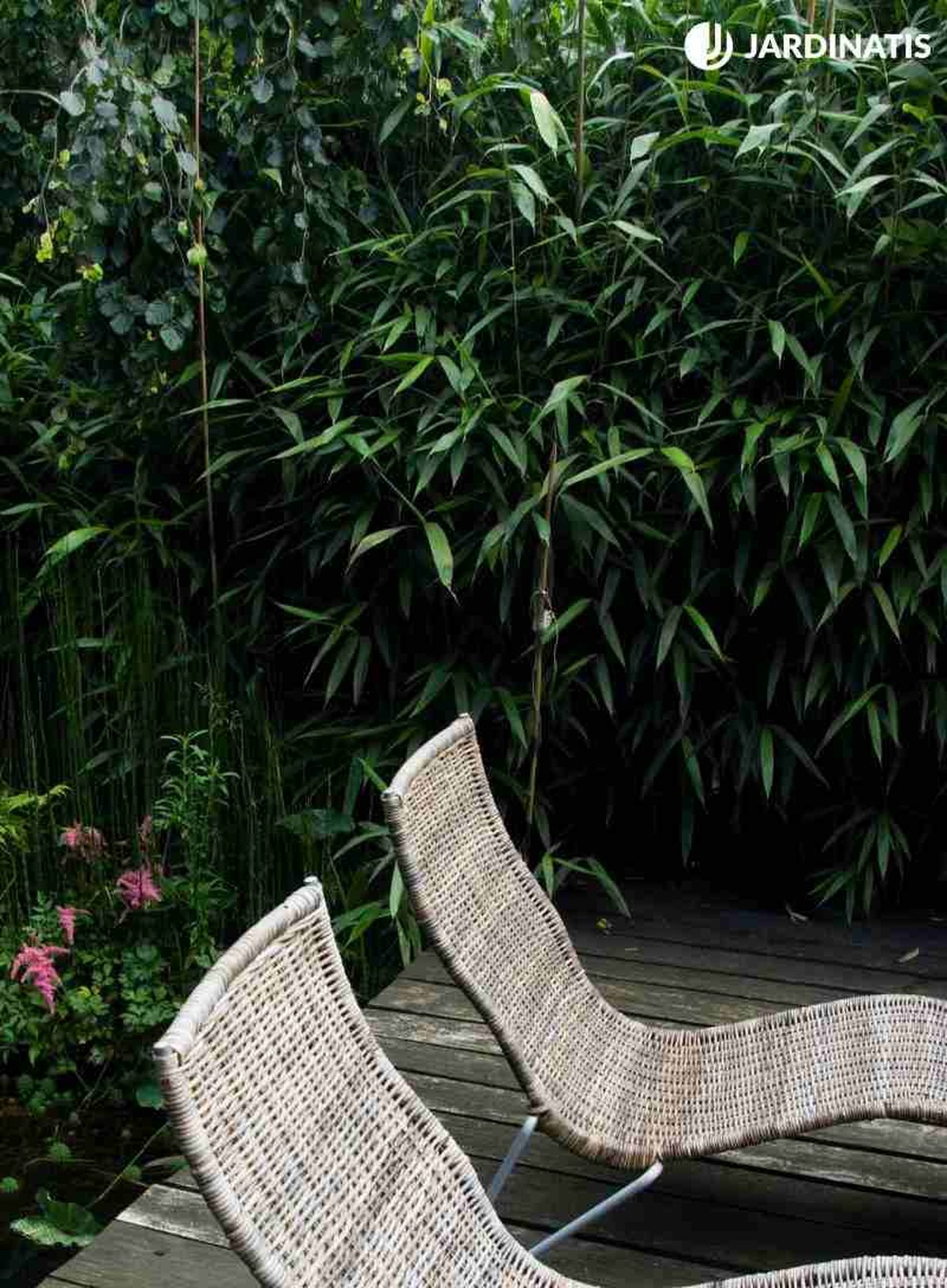 Pseudosasa Japónica cerca de un estanque