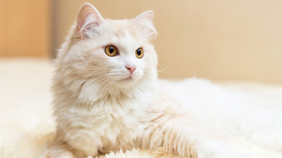 razas de gatos blancos angora