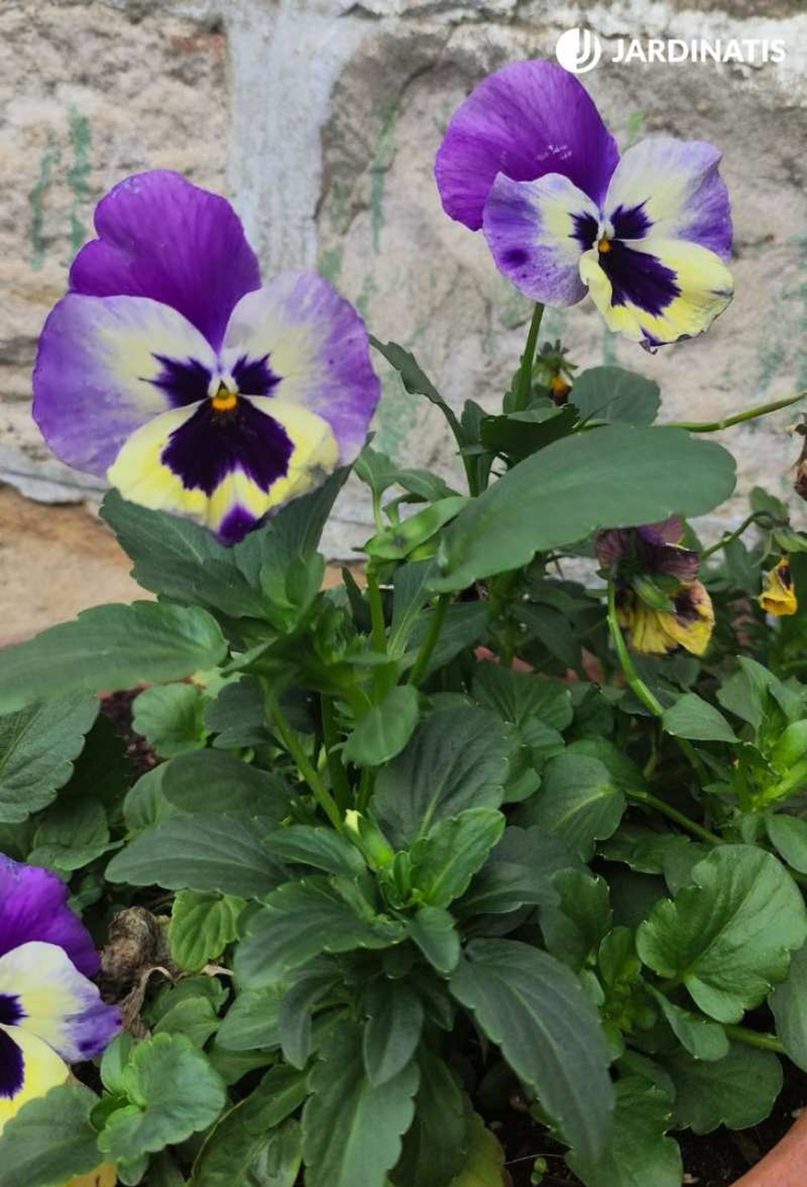Viola x wittrockiana Viola x wittrockiana