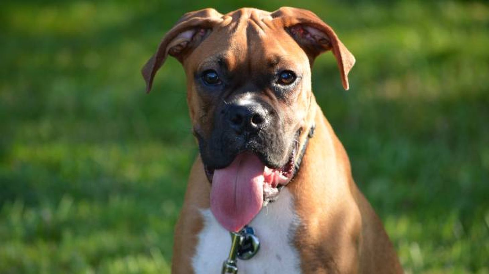 El perro Bóxer es un animal de compañía de origen alemán El perro Bóxer es un animal de compañía de origen alemán