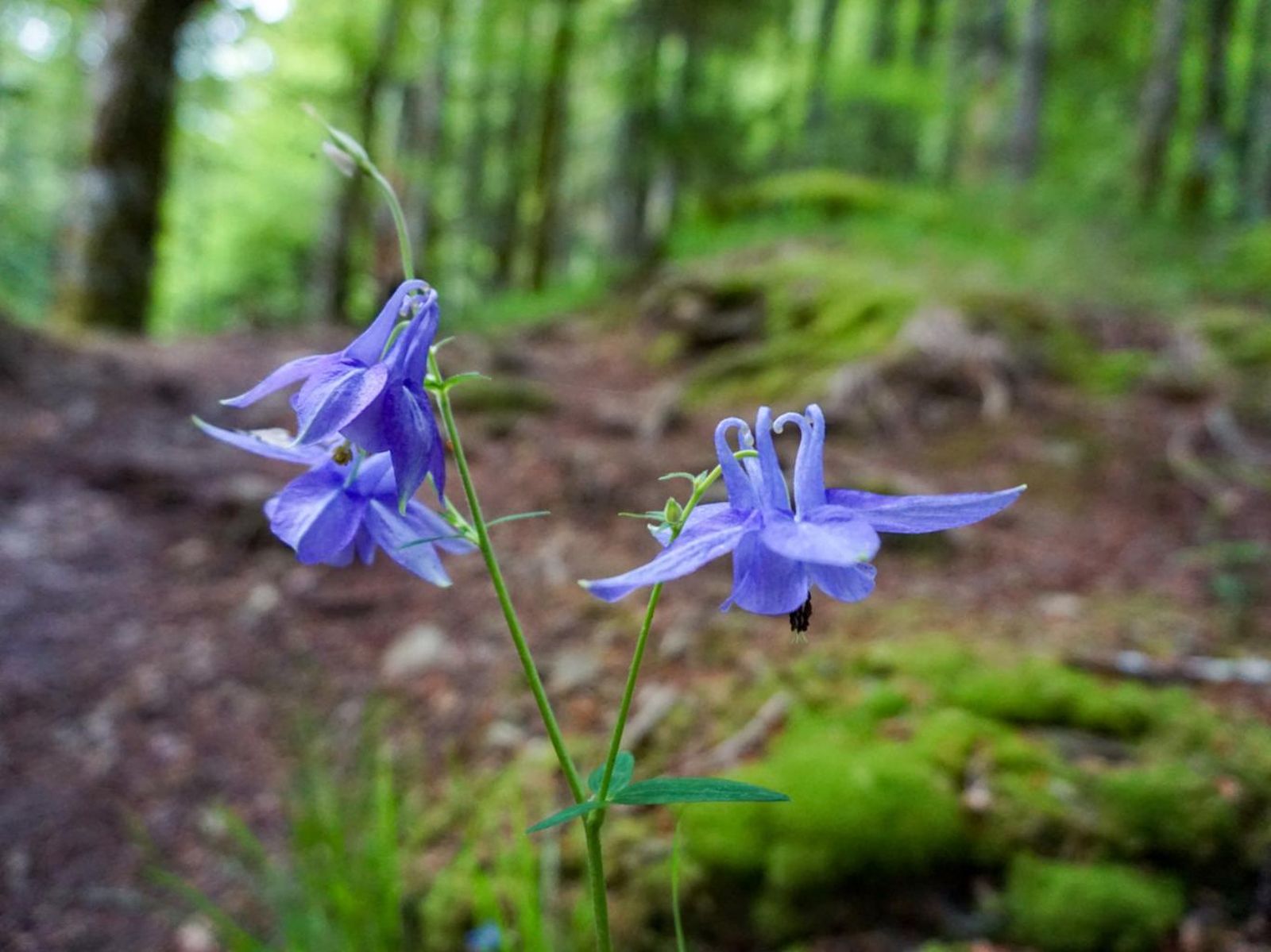 Aquilegia vulgaris en el bosque de Irati en Navarra.