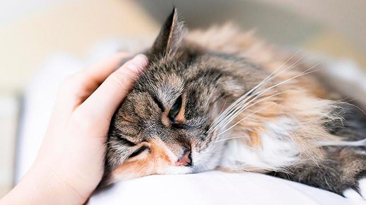 linfoma en nuestras mascotas 2