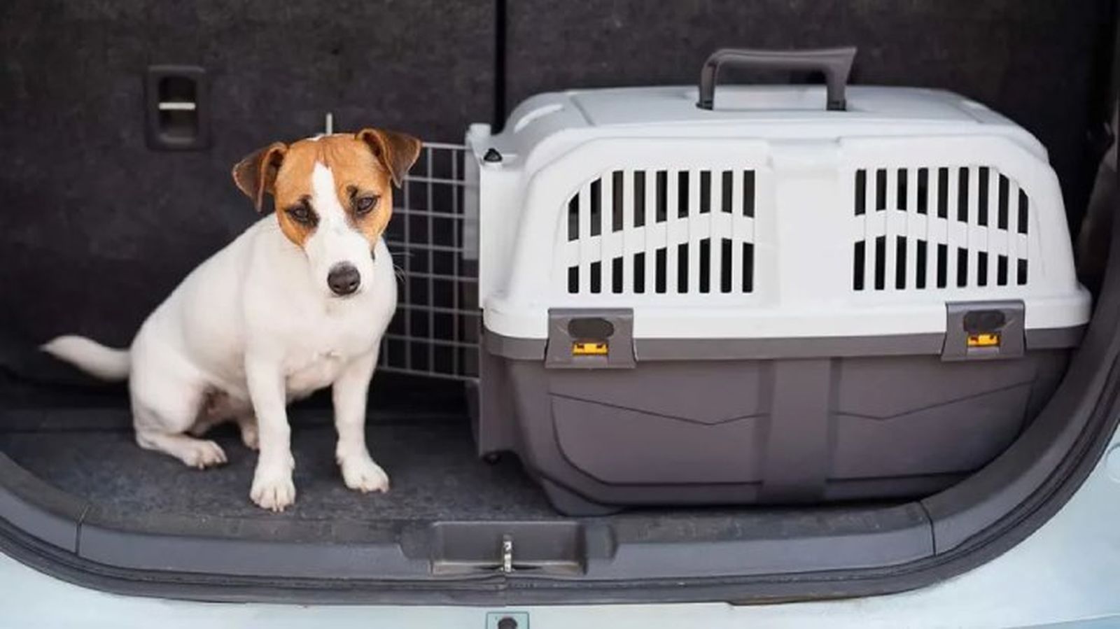 como llevar al perro en coche 3 como llevar al perro en coche 3