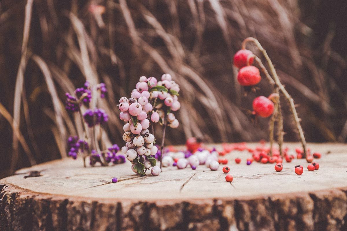 972 bayas invernales atipicas tronco