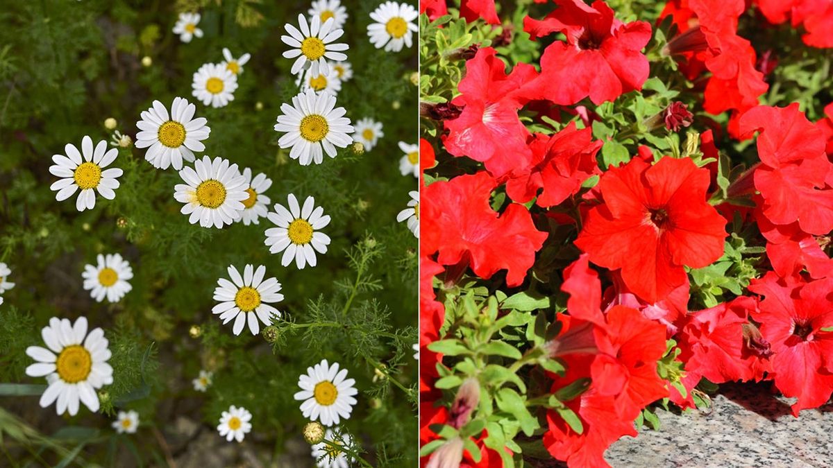 plantacion jardinera primavera flores