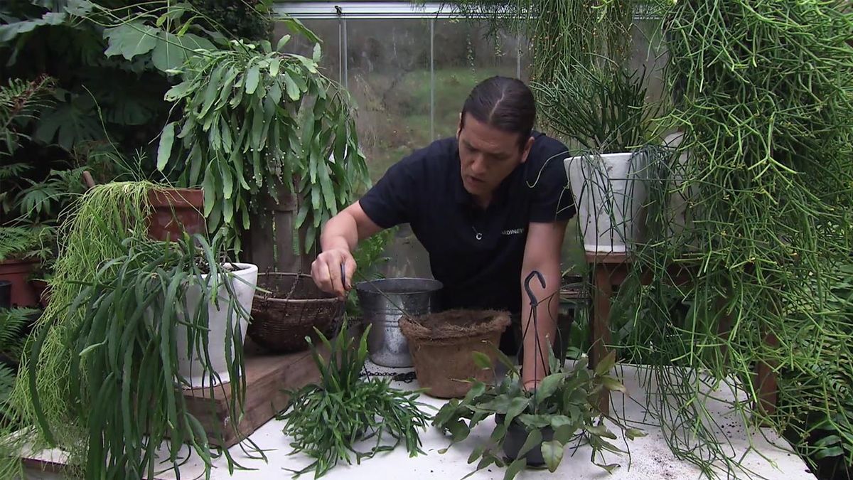 deco 765 jardin dos nuevas variedades de rhipsalis