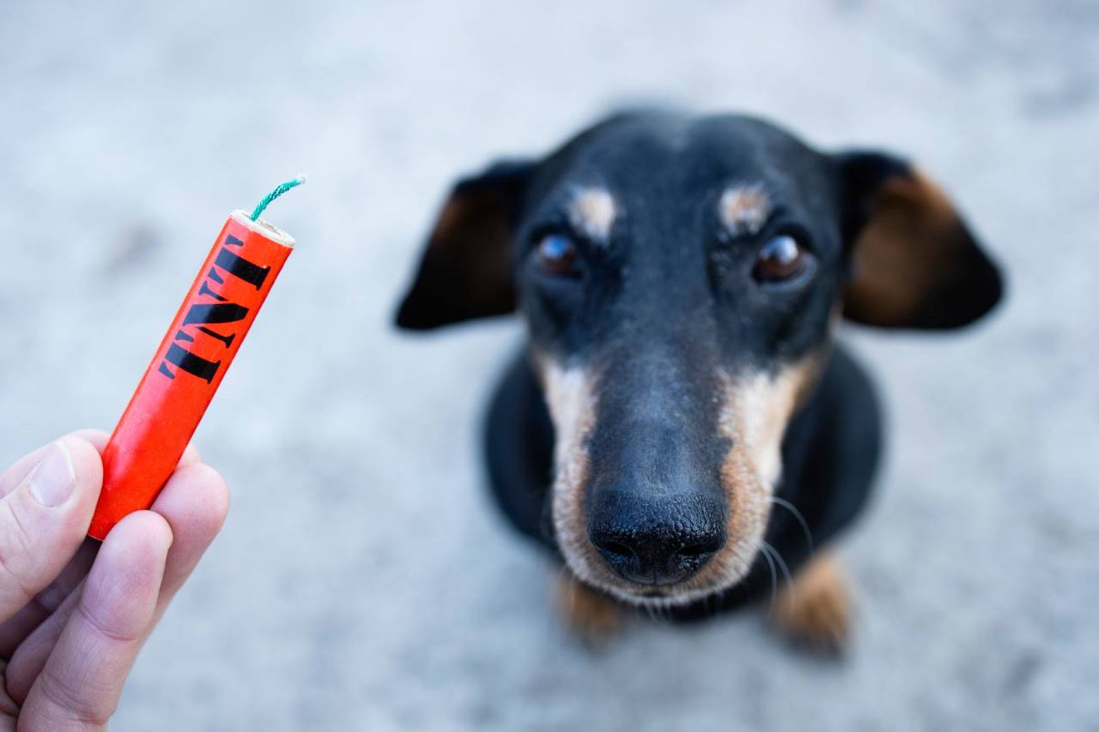 En el caso de que tu perro esté asustado, recuerda no regañarle ni castigarle.