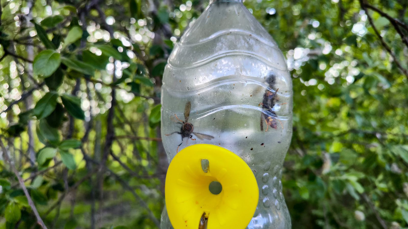 La mayor presión de la avispa asiática ocurre en los ecosistemas naturales