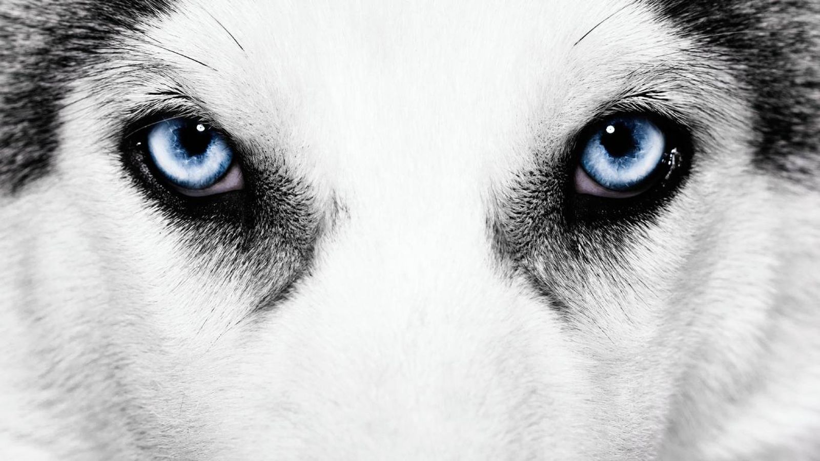 Perros con ojos marrones: Husky con ojos azules