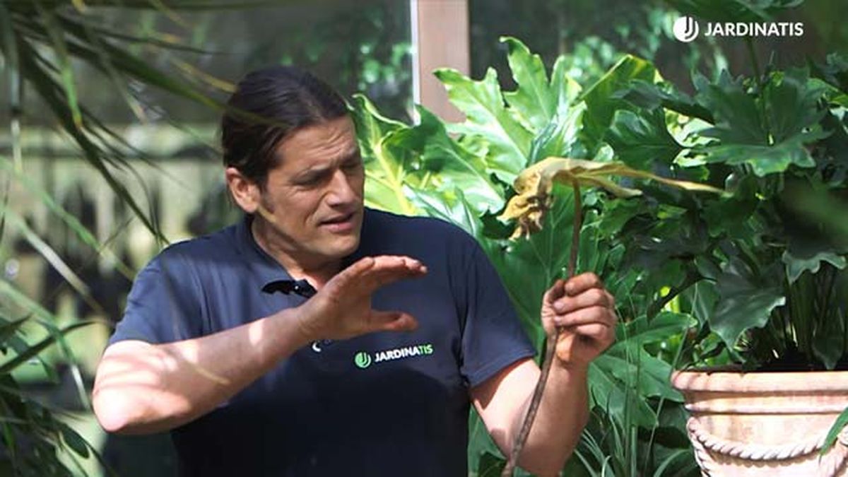 por que pierden las hojas las alocasias jardinatis