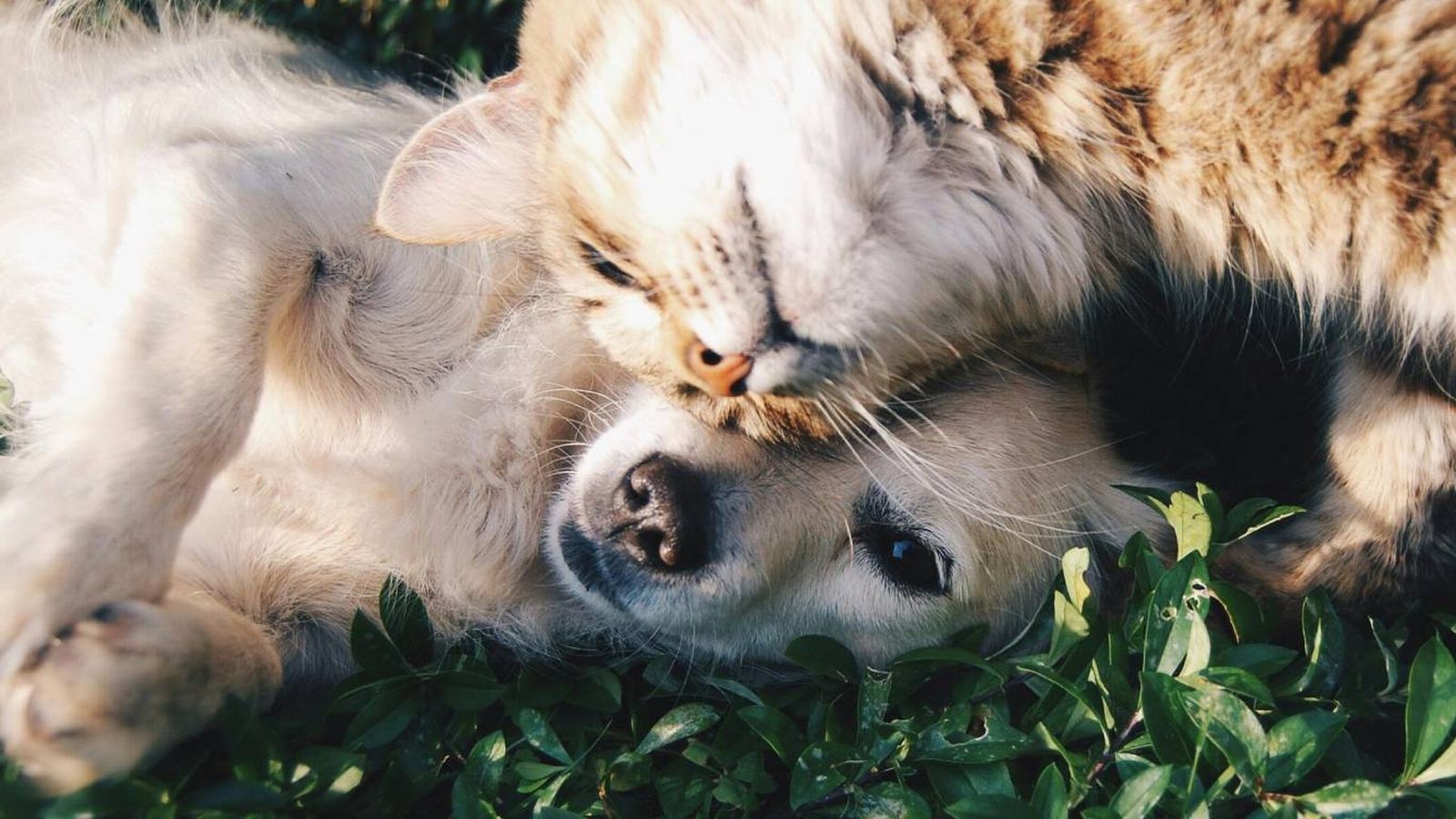 Convivencia entre un gato y un perro en casa. Convivencia entre un gato y un perro en casa.