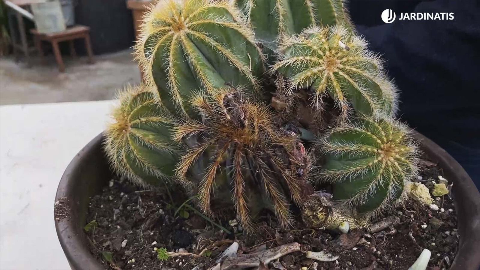 sanear cactus planta crasas con exceso de agua jardinatis