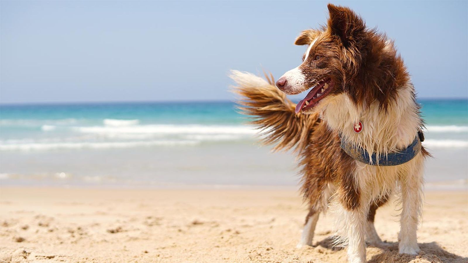 playas perros espana portada