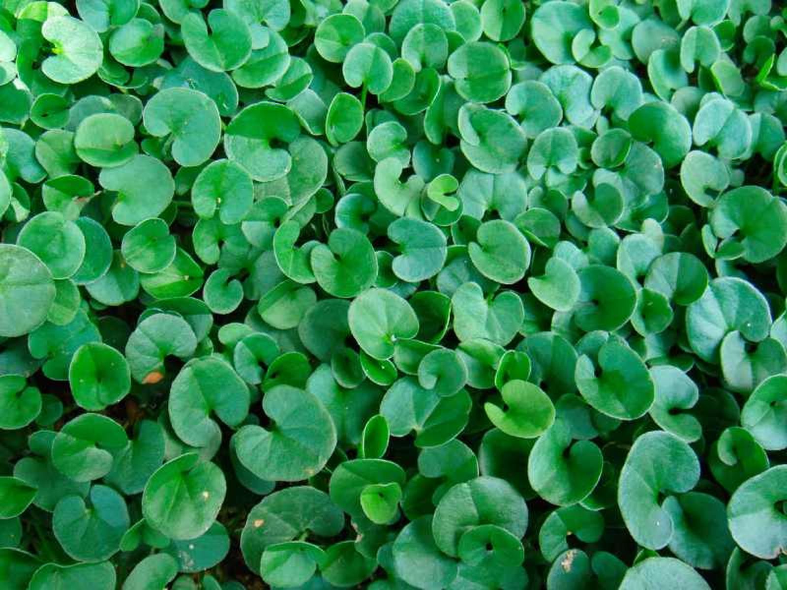 Dichondra repens Dichondra repens