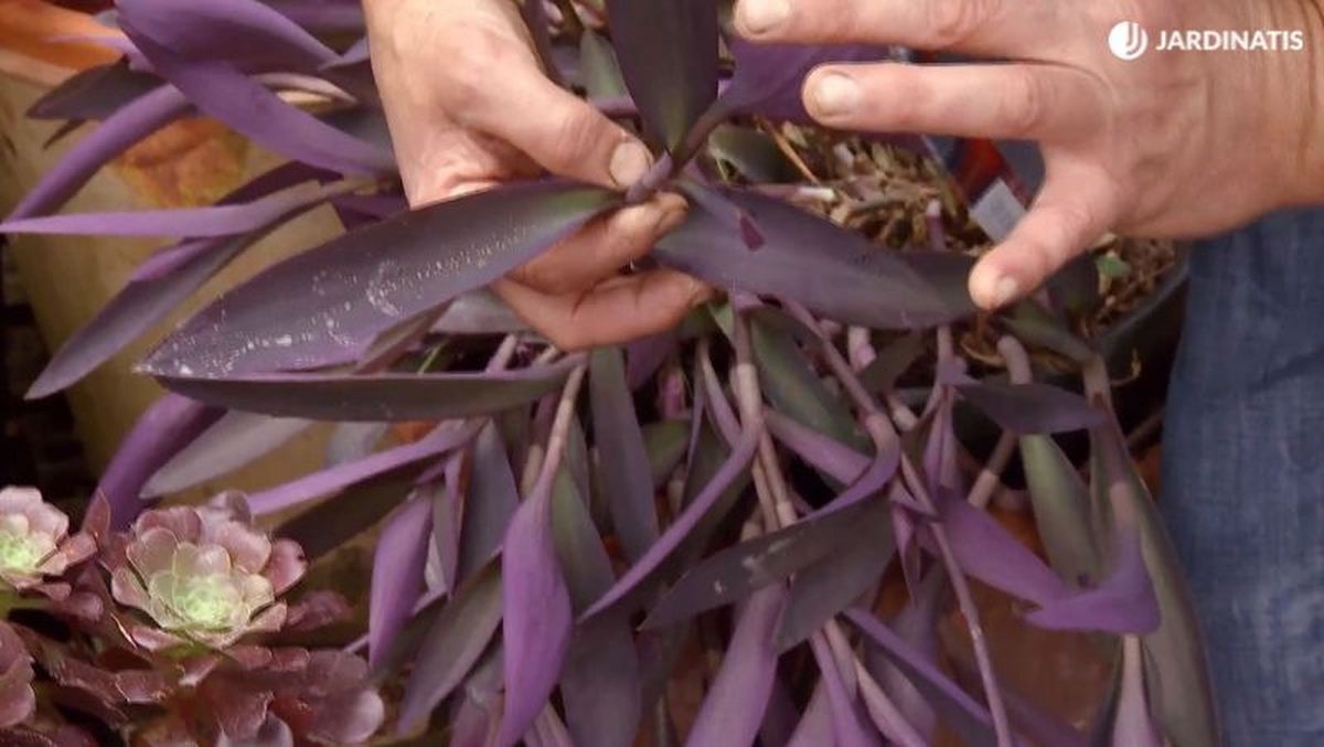 La Tradescantia purpurea tiene hojas alargadas y puntiagudas