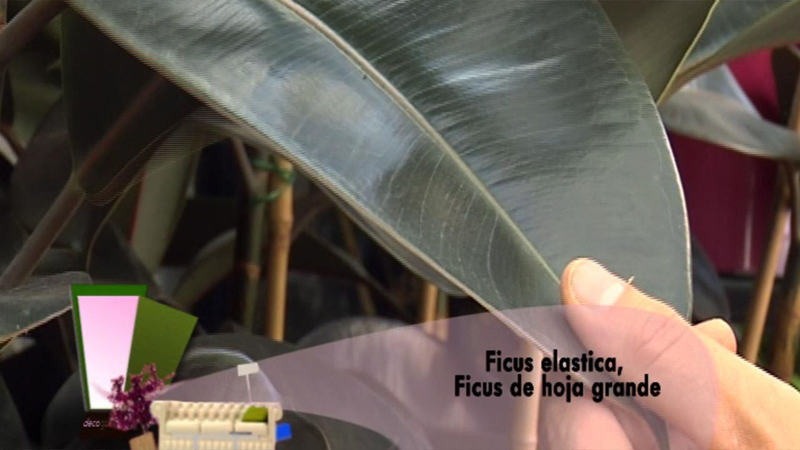 deco 436 ficus elastica deco 436 ficus elastica