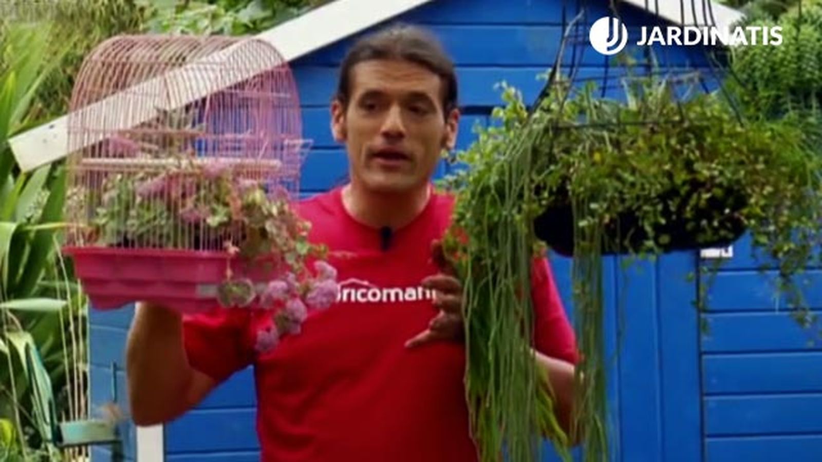 reutilizar jaula pajaros como macetero colgante suculentas reutilizar jaula pajaros como macetero colgante suculentas