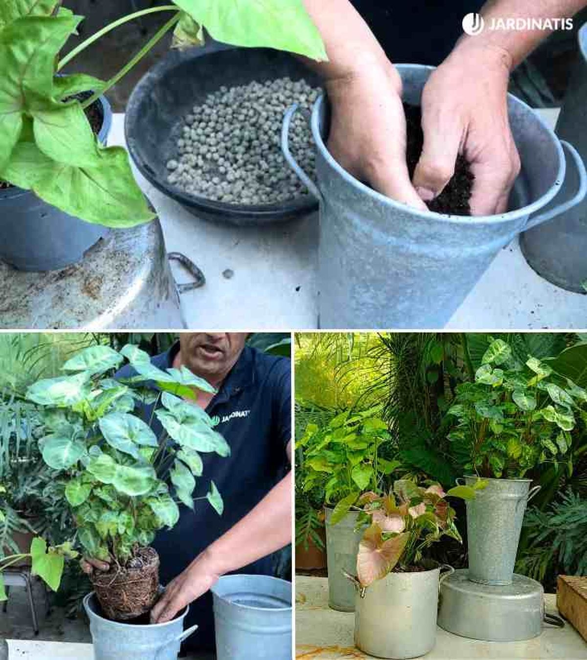 plantacion singonio contenedor alto jardinatis 24 51