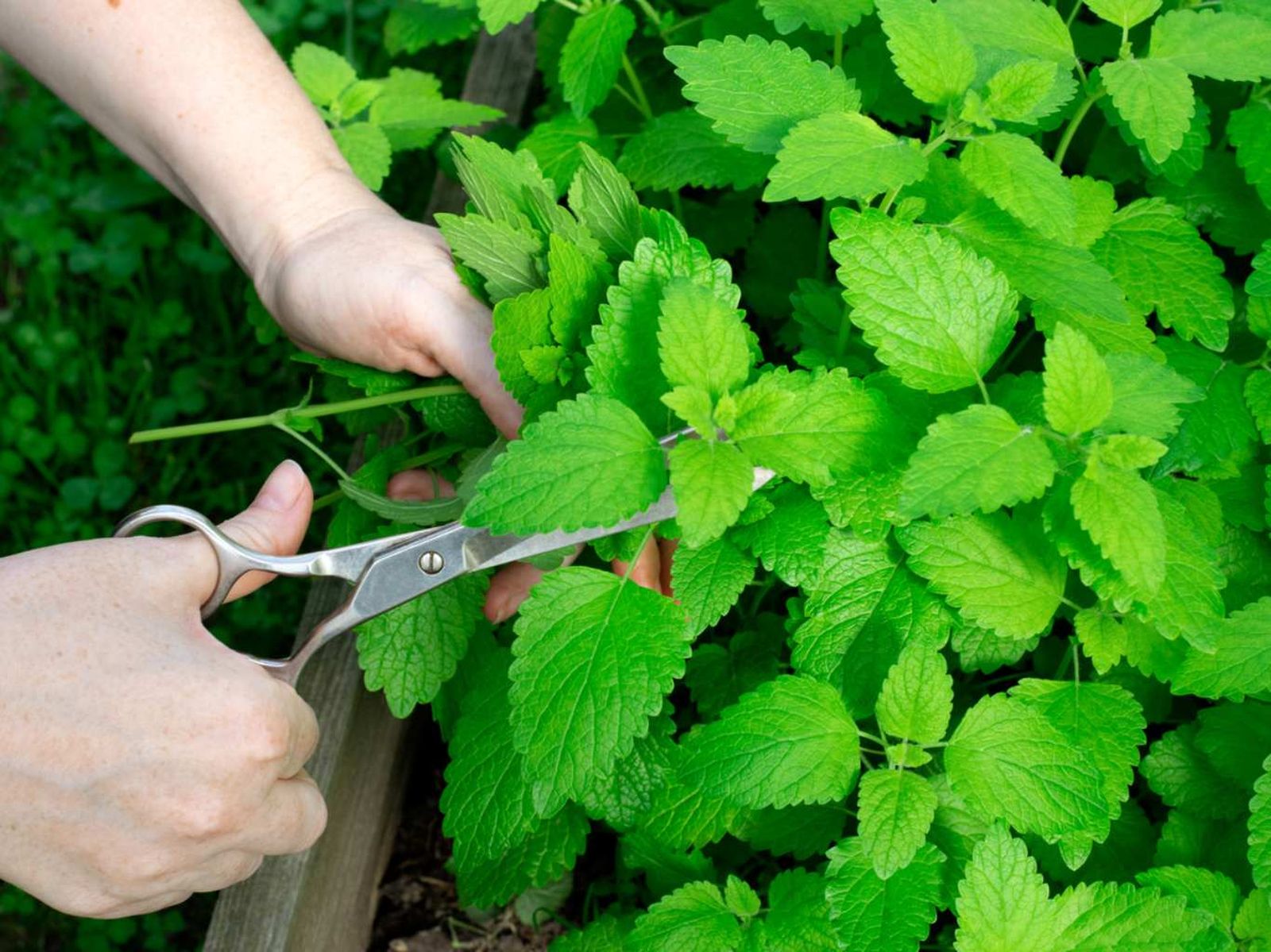 Menta. Menta.