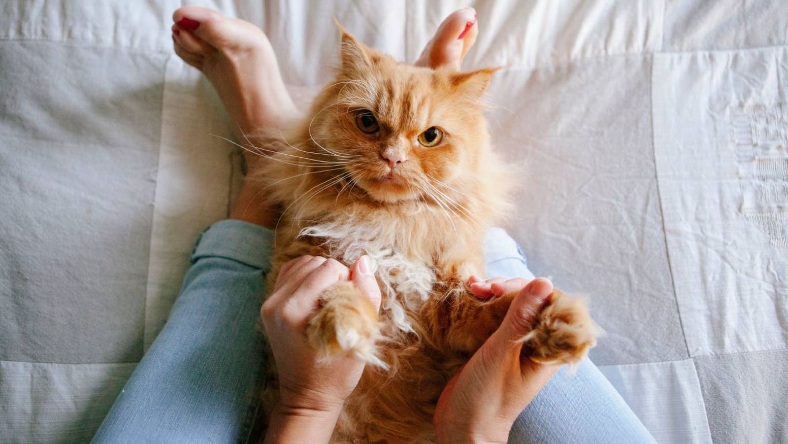 Al contrario que los humanos, los felinos no buscan en ningún momento las cosquillas.
