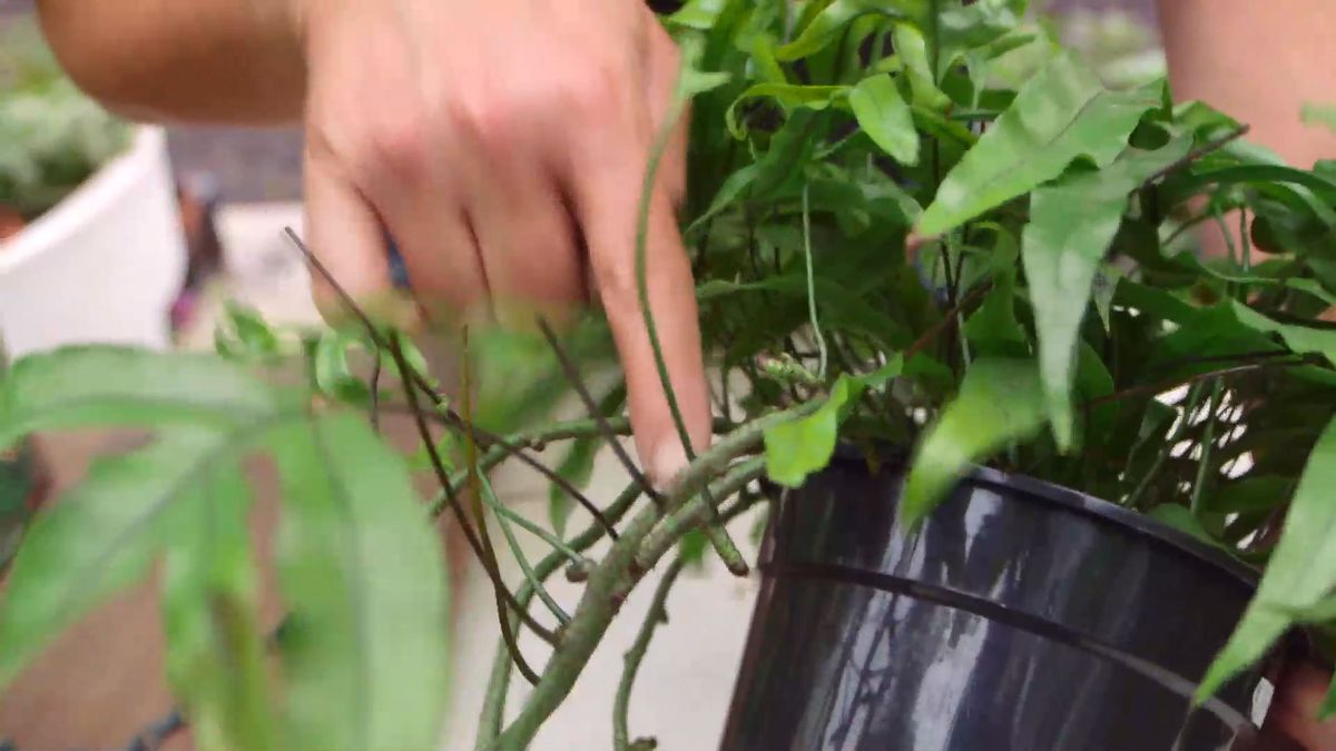 Bricomania 919 3 plantacion helechos colgantes helecho plantar raices